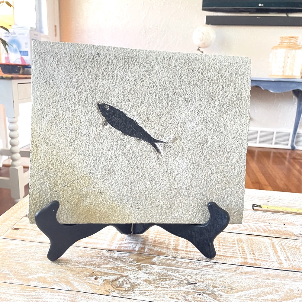 🐟Knightia Fossil Fish Plaque🐟